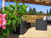 Abelia 