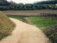 Rovertondo 