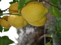 Il giardino di Tatiana 