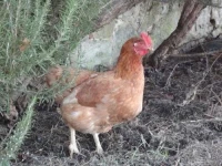 Fattoria Isola 