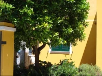 Andoramare 