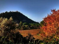 Podere LOlmaia 