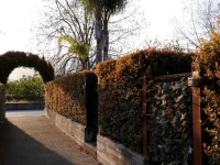 Orchidea apartments 