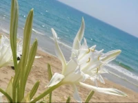 Villa Fiori Beach 