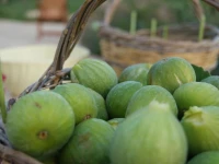 Tenuta Pinto 
