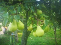 Agriturismo I Roseti 