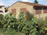 Fattoria Palaia 