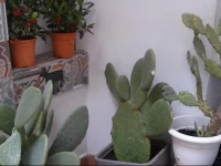 Carafa Garden 
