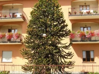 Giardino Fiorito 