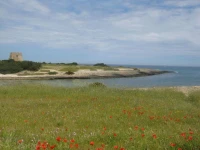 Villa Mediterranea tra gli ulivi 