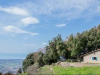Monticolegnos Hills 