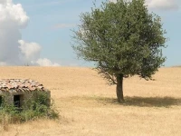 Poggio del Castagno 
