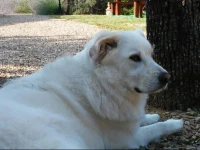 Podere il Corniolino 