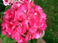 B&B dei Fiori 