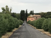 Atticoromantica 