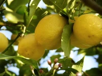 B&B Il Giardino di Gabri 