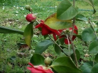 Villino Appio 