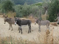 Forcelle Al Sole 