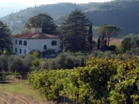 Il Pezzatino 