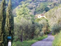 Paradisino 