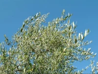 Il Borghetto Country Inn 