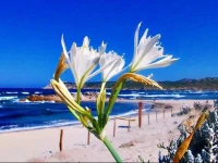 La Liccia - Camping&Village 