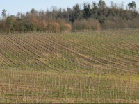 Agriturismo Podere la Selva 