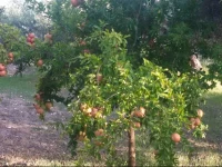 Country House Villa Senia 