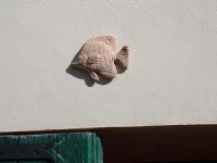 Affittacamere lAcciuga 