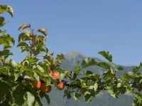 Pension Etschland 