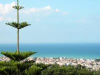 Al profumo dulivo 
