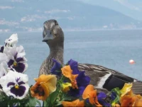 Divina Vita B&B 