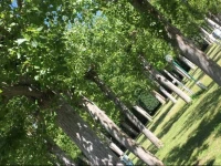 Camping & Residence Il Pioppeto 