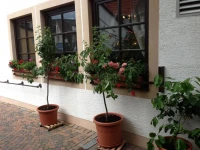 Marktschanke 3*