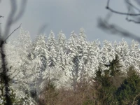 Haus Wald-Eck 