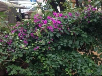 Weizhou Island Weizhou No. 1 Garden Inn 