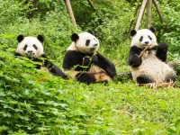 Chengdu Longhu Beach Hotel 