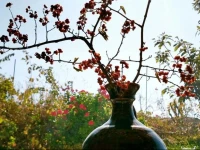 Yanguichao 