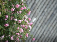 Lijiang Zen Garden Hotel - Lion Hill Yard 
