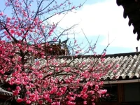 Lao Shay Youth Hostel Lijiang 