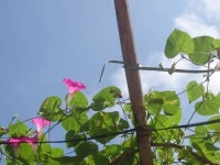The Rose Courtyard 