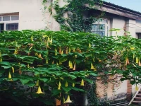 Gulangyu Maopo Inn 