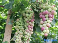 Shapotou Tongjia Framstay 