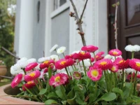 Pension Schenk B&B HaГџfurt 