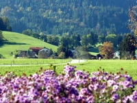 AlpengГ¤stehaus Marzoll 