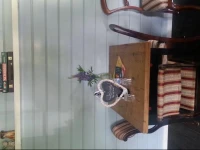 Charming Little Stuga 