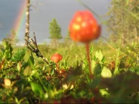 VГҐlkojan 