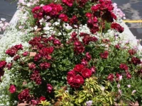 Rodeway Inn & Suites Branford 