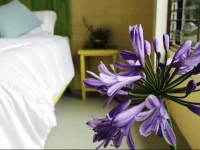 Greenwillmind Hawaii B&B 