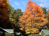 Amber Lantern Motel 2*